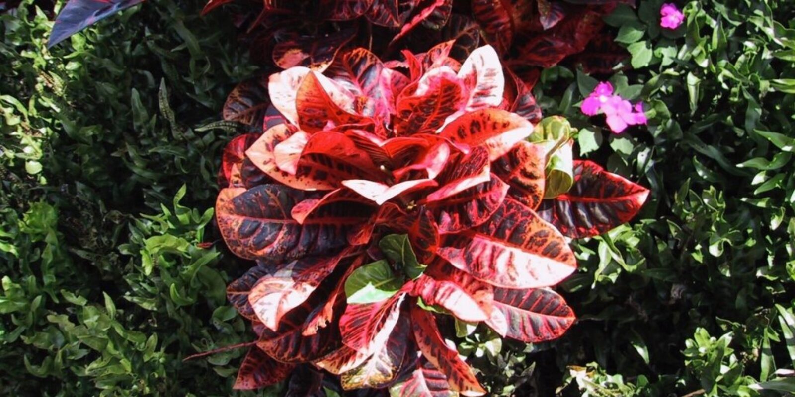 Alan Wong's in Honolulu - a photo of a lovely flower from the island of Oahu.