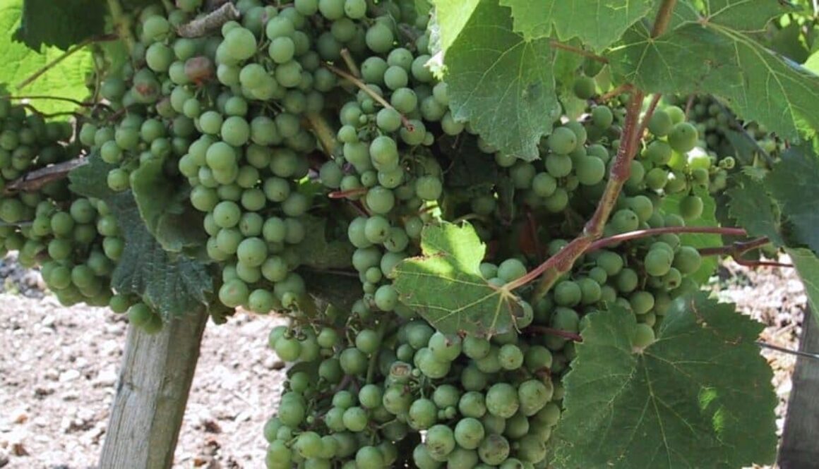chateau-lynch-bages-bordeaux-feature