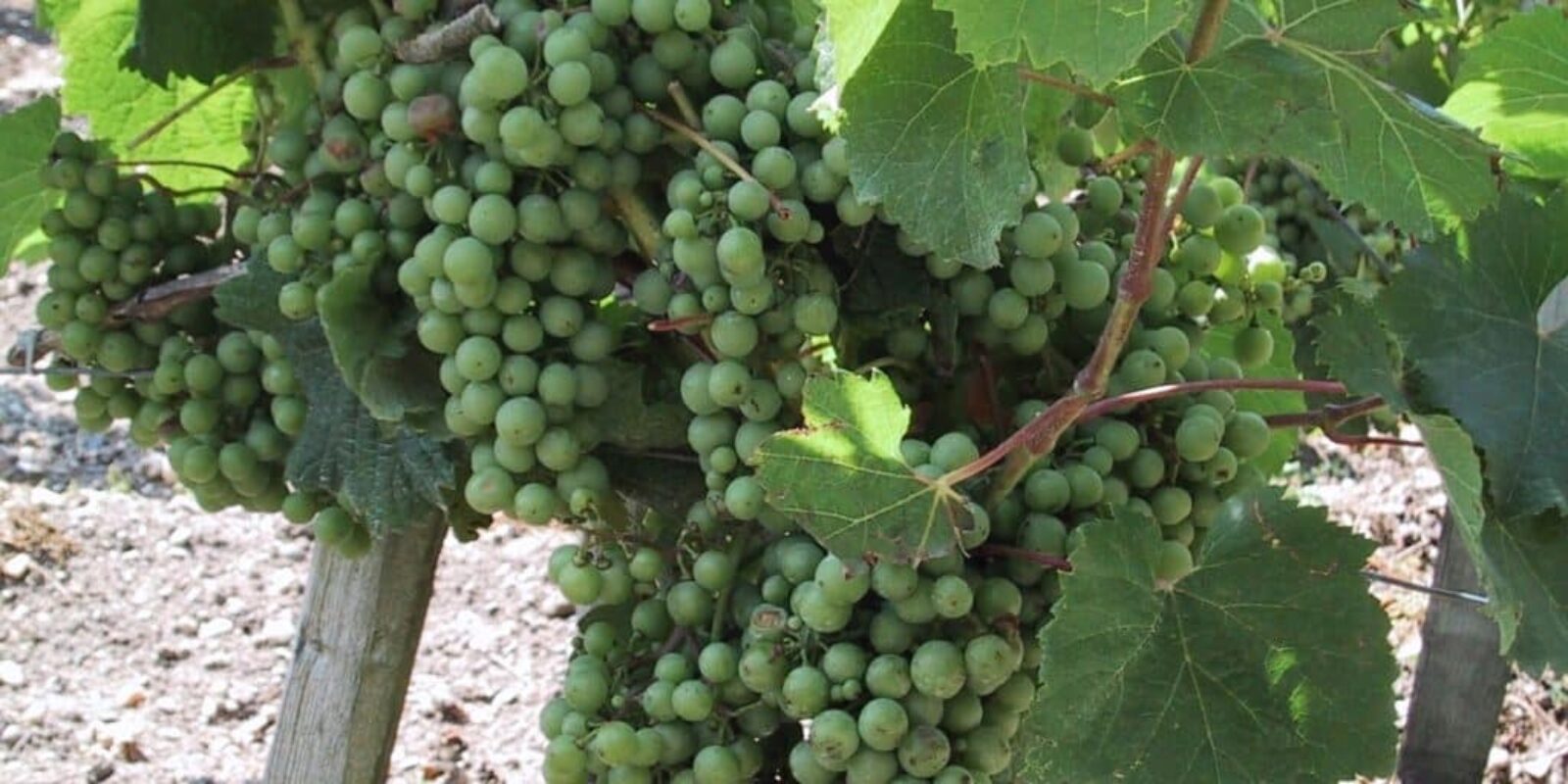 chateau-lynch-bages-bordeaux-feature