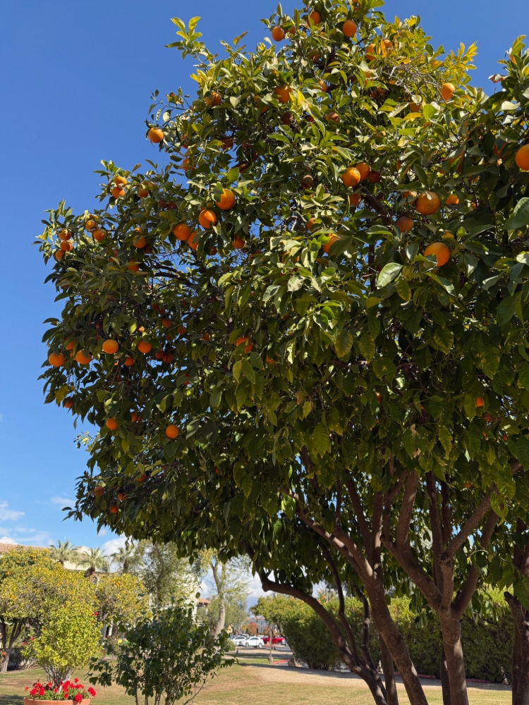 fruit tree bearing oranges against a blue sky