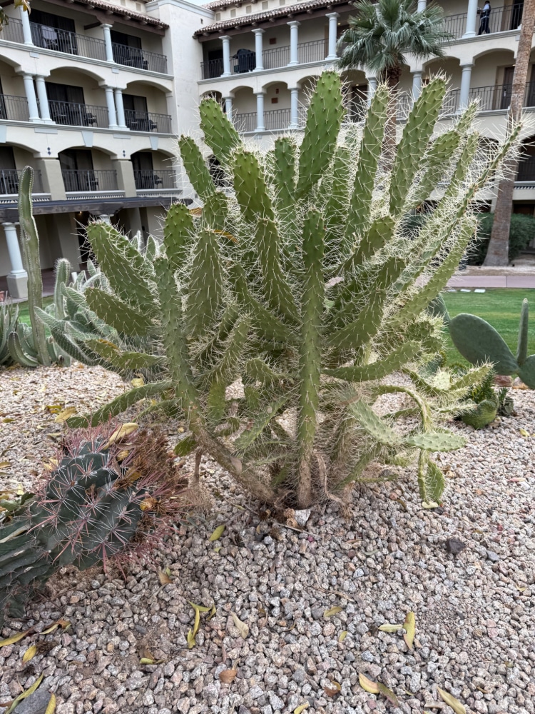 a cactus in a rock garden