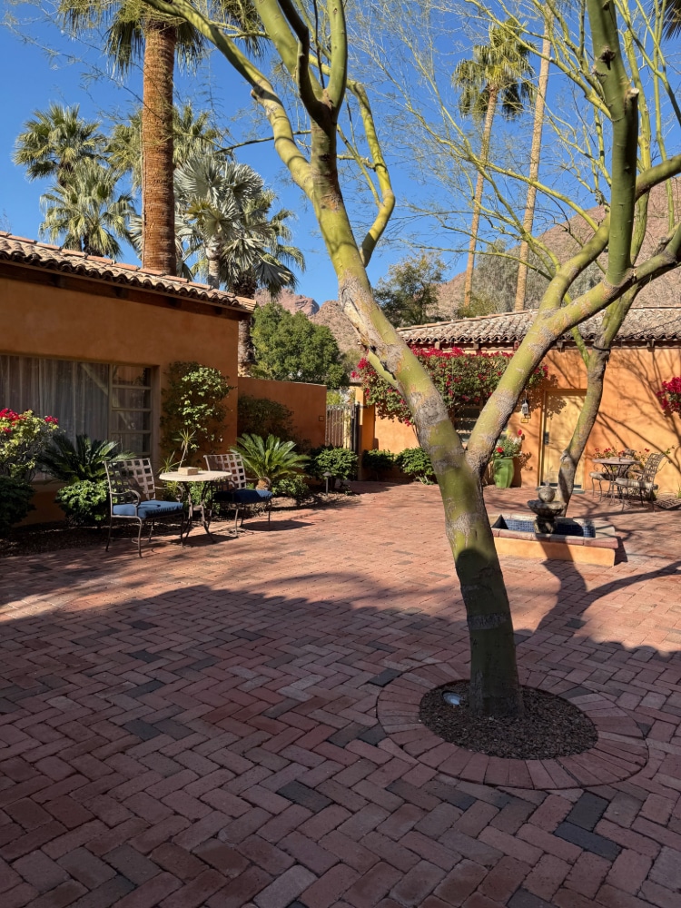 trees and desert plants in a courtyard paved with bricks
