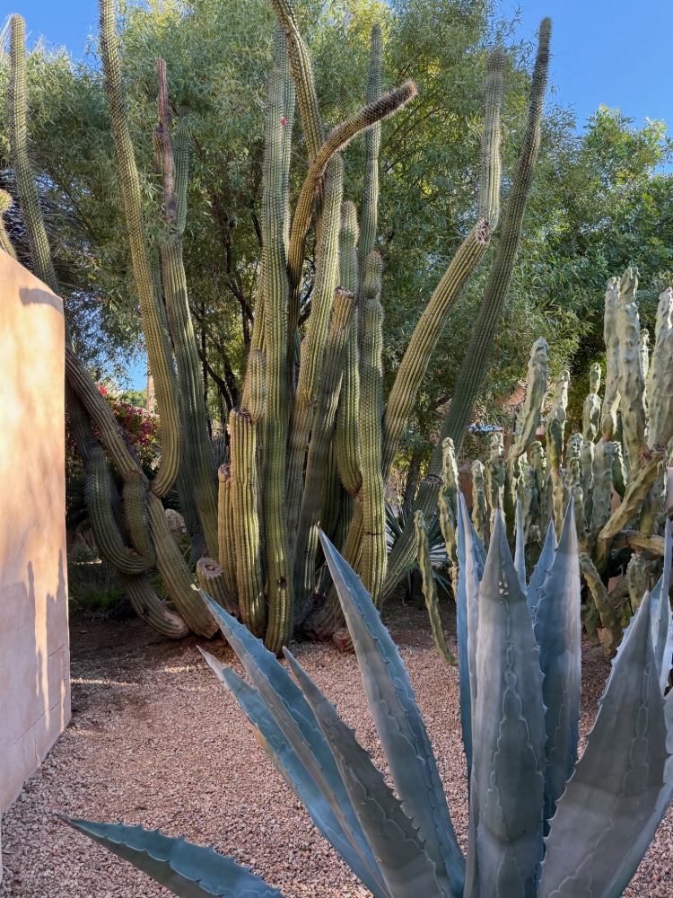 several large cacti in a stone garden