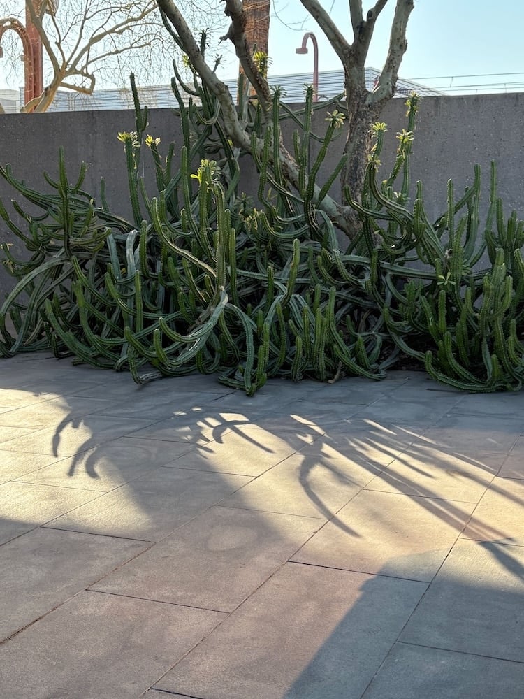 a cactus shrub in a concrete courtyard