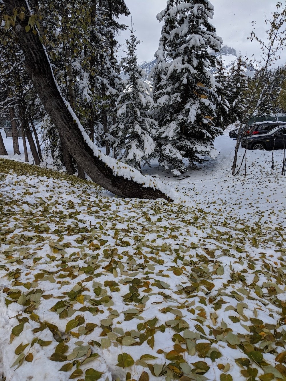 Snowfall Before Leaf Drop