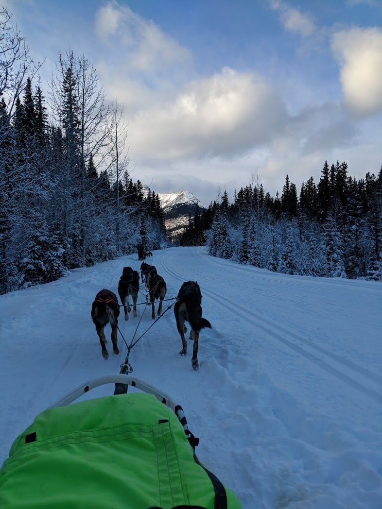 Alaskan huskies on the run