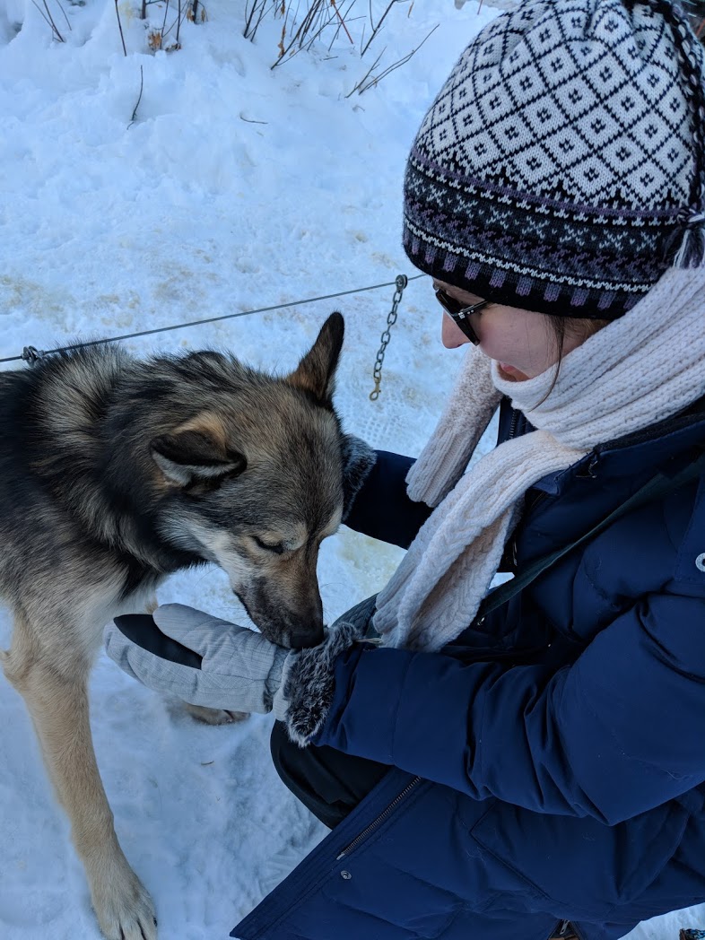 Gorgeous Alaskan Husky