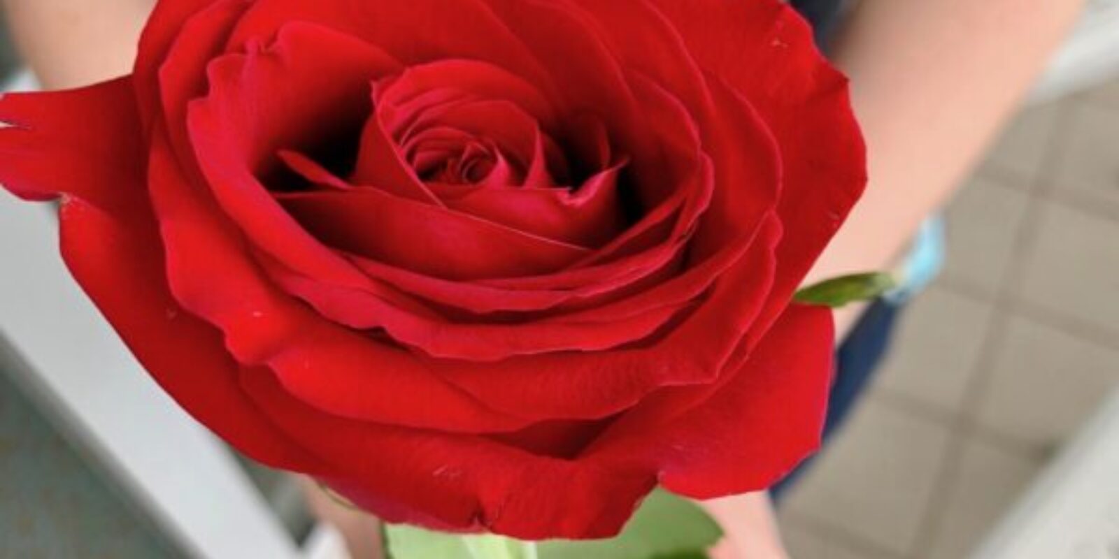 Rose from the Grand Floridian's exclusive Victoria and Albert Restaurant