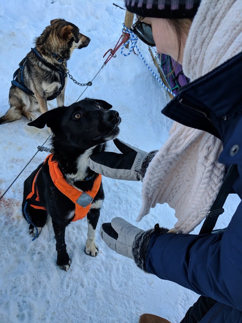 Making a dog friend