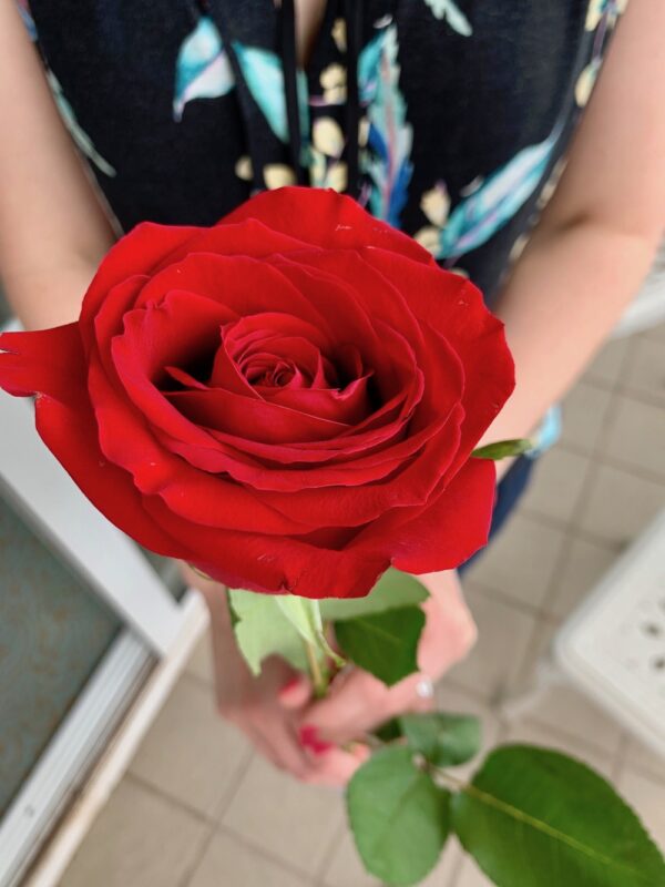 A red rose for the lady