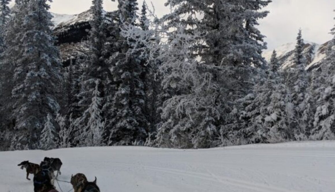 Winter wonderland