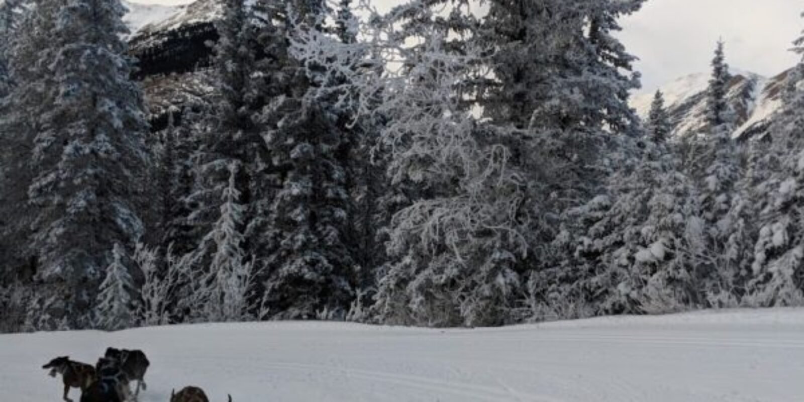 Winter wonderland